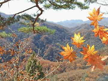 新澳門最準(zhǔn)最快免費(fèi)——探索澳門的最新動態(tài)與獨(dú)特魅力，澳門最新動態(tài)揭秘，魅力獨(dú)特，免費(fèi)獲取最準(zhǔn)最快信息指南