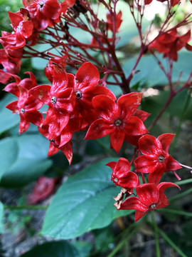 狀元紅網(wǎng)，揭秘4987精準資料的秘密，狀元紅網(wǎng)揭秘，精準資料4987背后的秘密