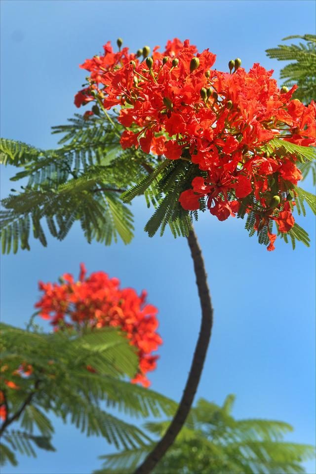 狀元紅，揭秘4987最準(zhǔn)最快的秘密武器，狀元紅，揭秘最準(zhǔn)最快的秘密武器 4987