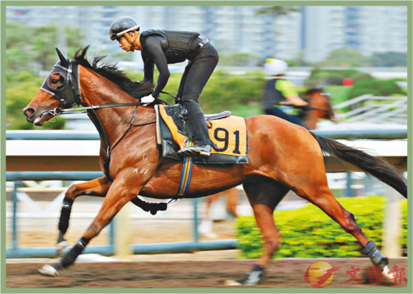 香港賽馬，探索數(shù)字背后的激情與榮耀，香港賽馬，數(shù)字背后的激情與榮耀之旅