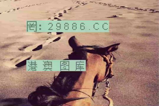 香港特馬資料王中王24期，深度解析與探索，香港特馬資料王中王深度解析與探索，第24期探索之旅