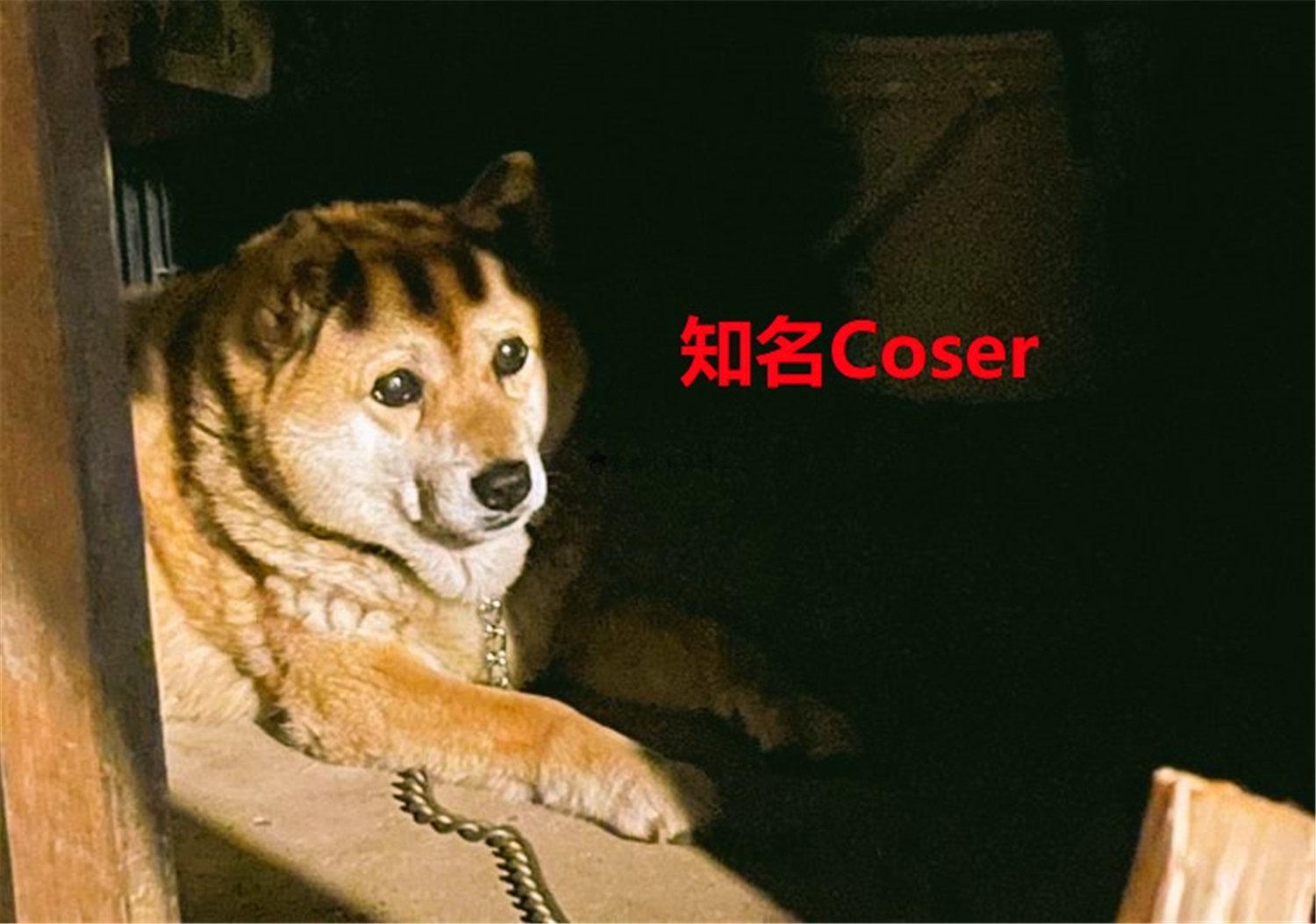 豬狗同行王中王，猜一肖，深度解析與SEO優(yōu)化，豬狗同行王中王猜謎解析與SEO優(yōu)化技巧，深度解析揭秘生肖之謎