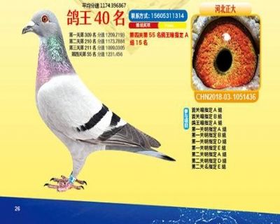 王中王四馬一肖，探尋背后的故事與奧秘，王中王四馬一肖，背后的故事與奧秘探尋