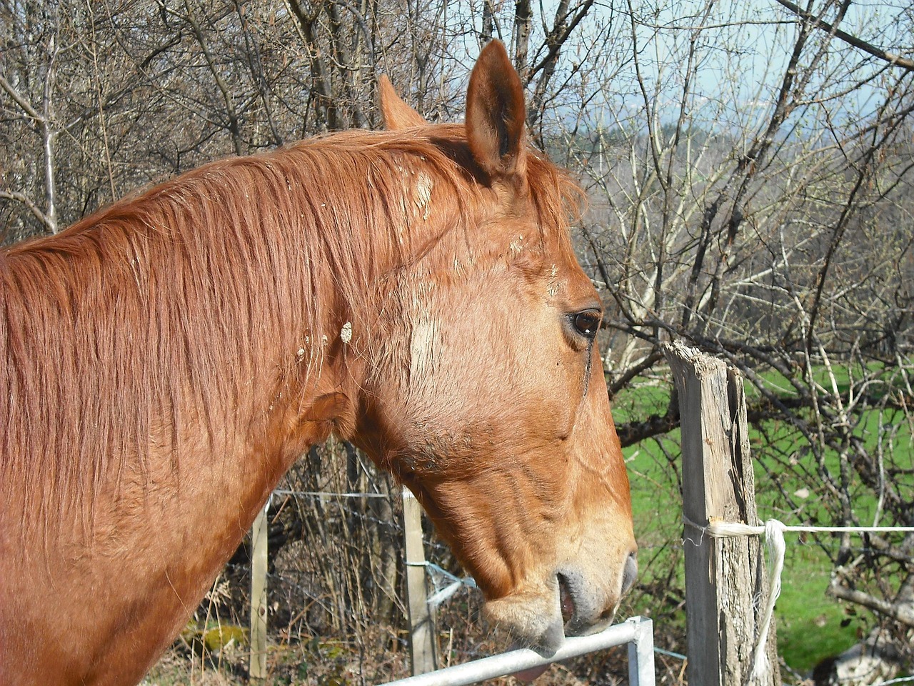 澳門四不像特馬，探索神秘現(xiàn)象背后的真相，澳門四不像特馬揭秘神秘現(xiàn)象背后的真相