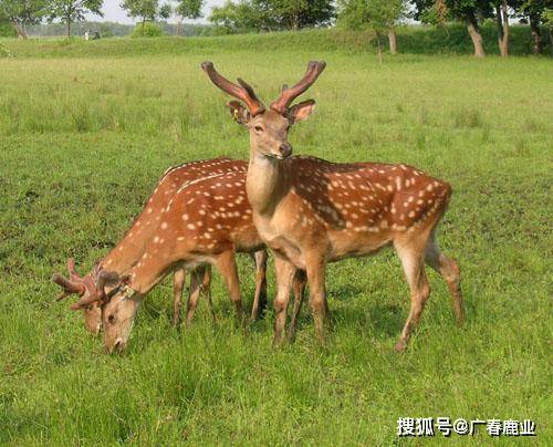 最新版本的6566cc澳彩資料大全介紹與特色功能解析，最新6566cc澳彩資料大全介紹與特色功能深度解析