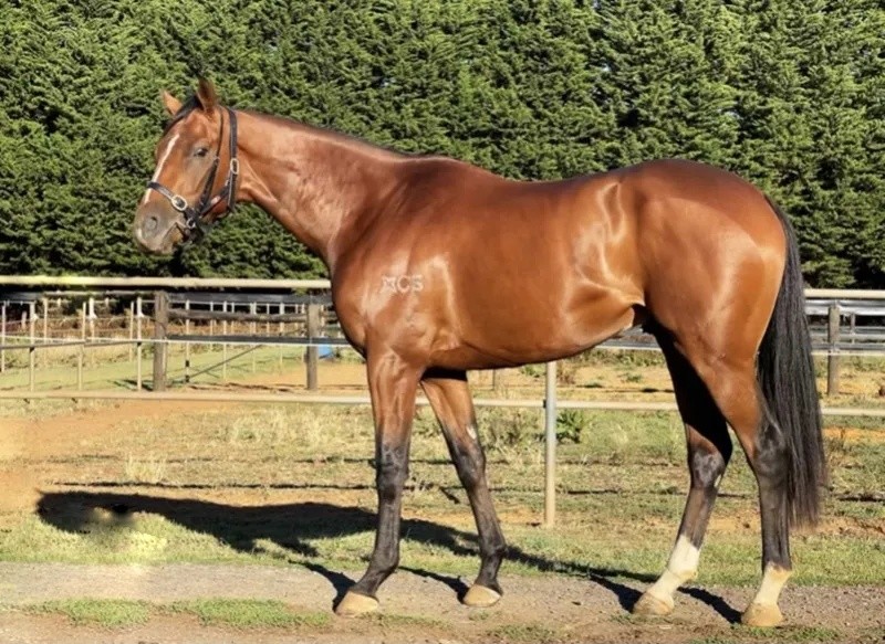 今晚澳門特馬開什么？今晚四不像的探討，今晚澳門特馬開彩結果及四不像探討