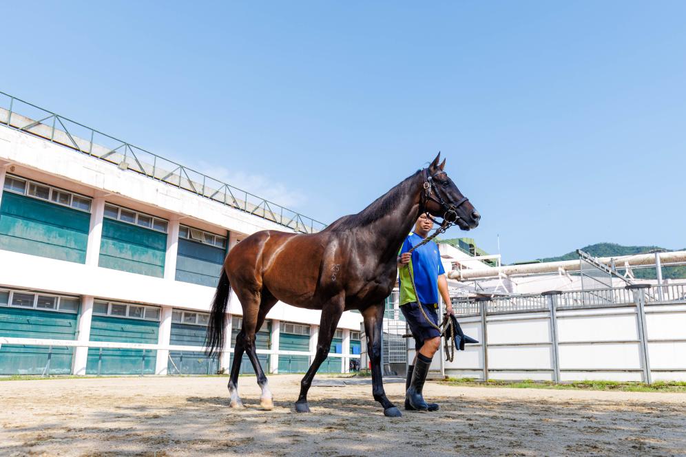 香港賽馬，77777與88888的激情碰撞，香港賽馬盛宴，激情碰撞的77777與88888對決